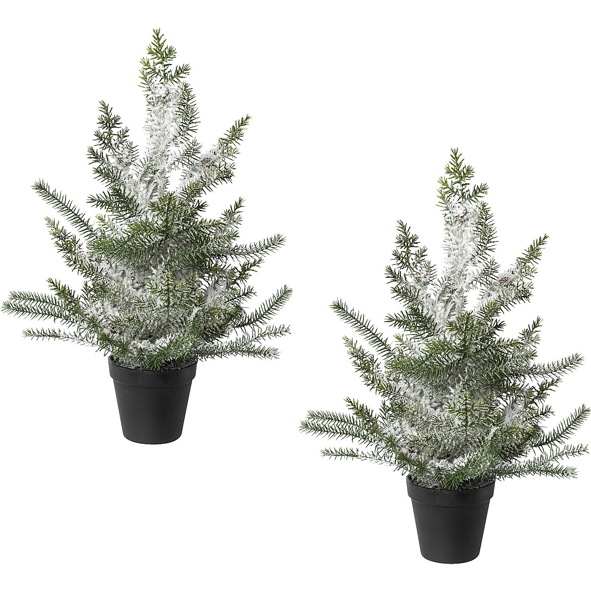 Sapin d'appartement en pot, enneigé