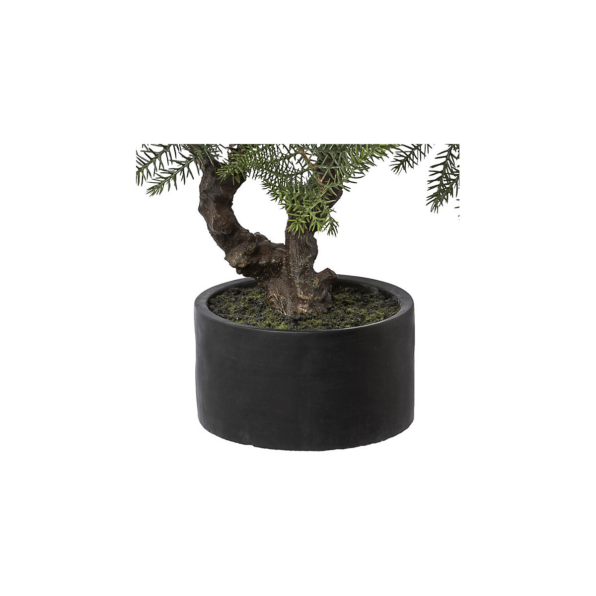 Sapin d'intérieur bonsaï (Illustration du produit 2)-1