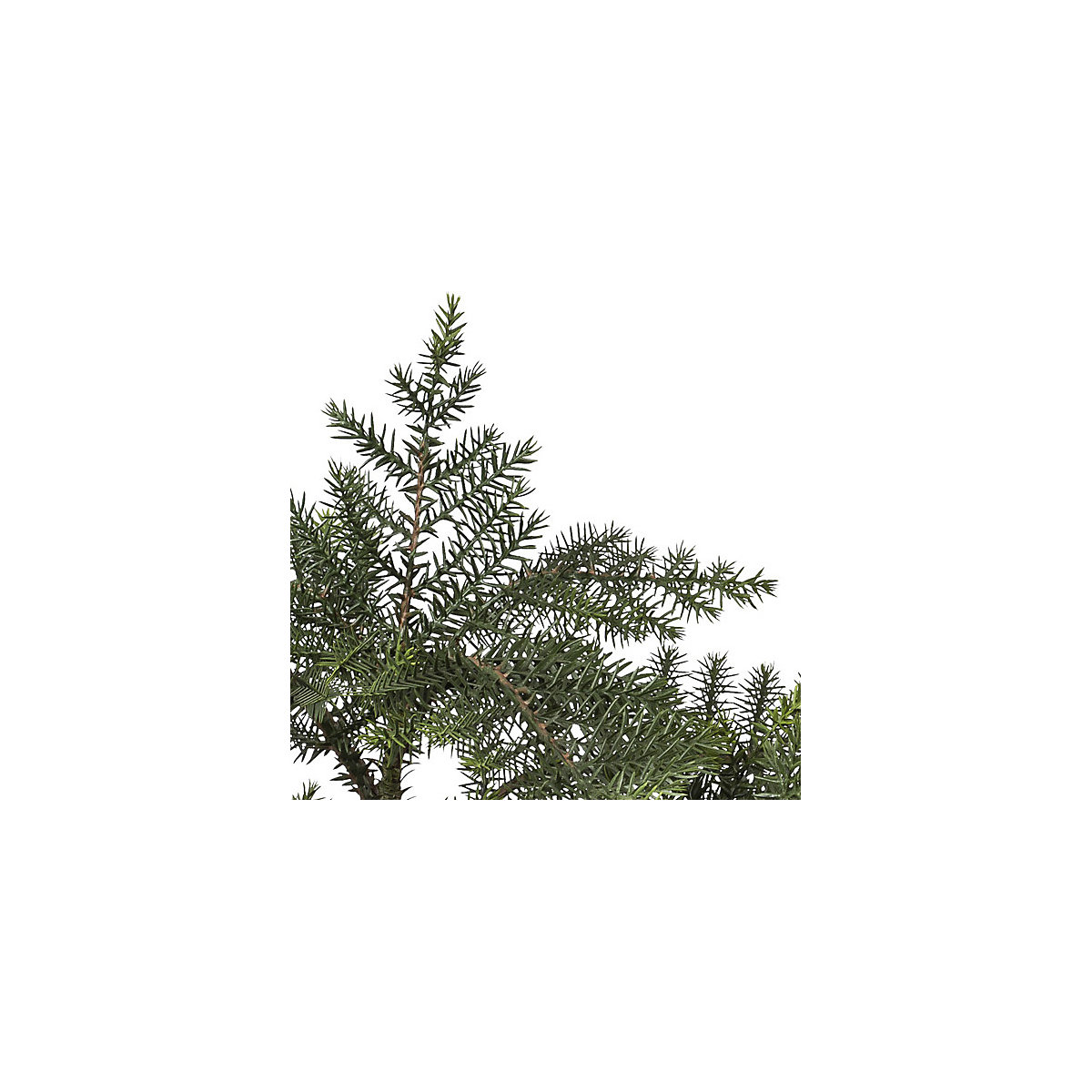 Sapin d'intérieur bonsaï (Illustration du produit 3)-2