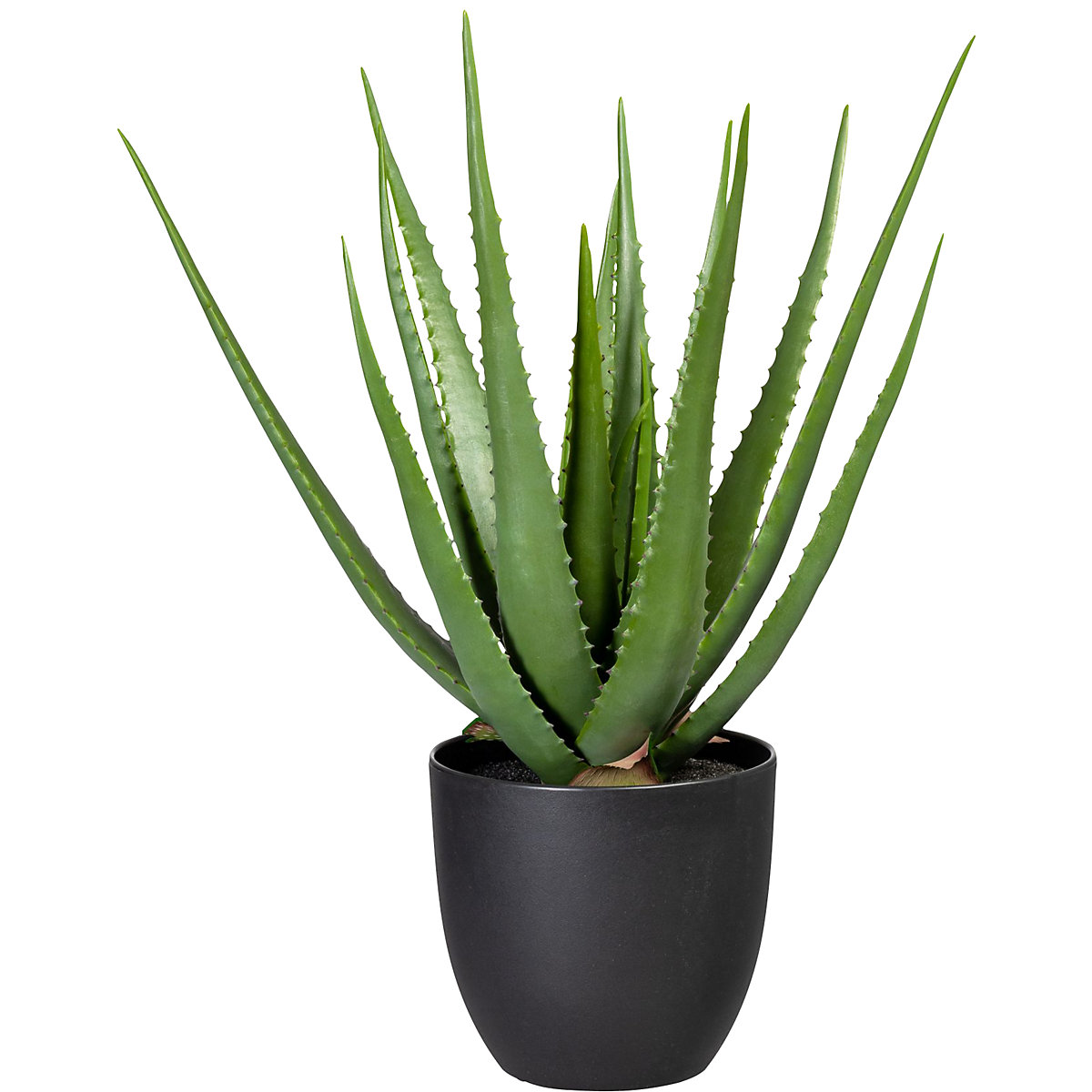 Aloe verde, în ghiveci din plastic, înălțime cca. 550 mm