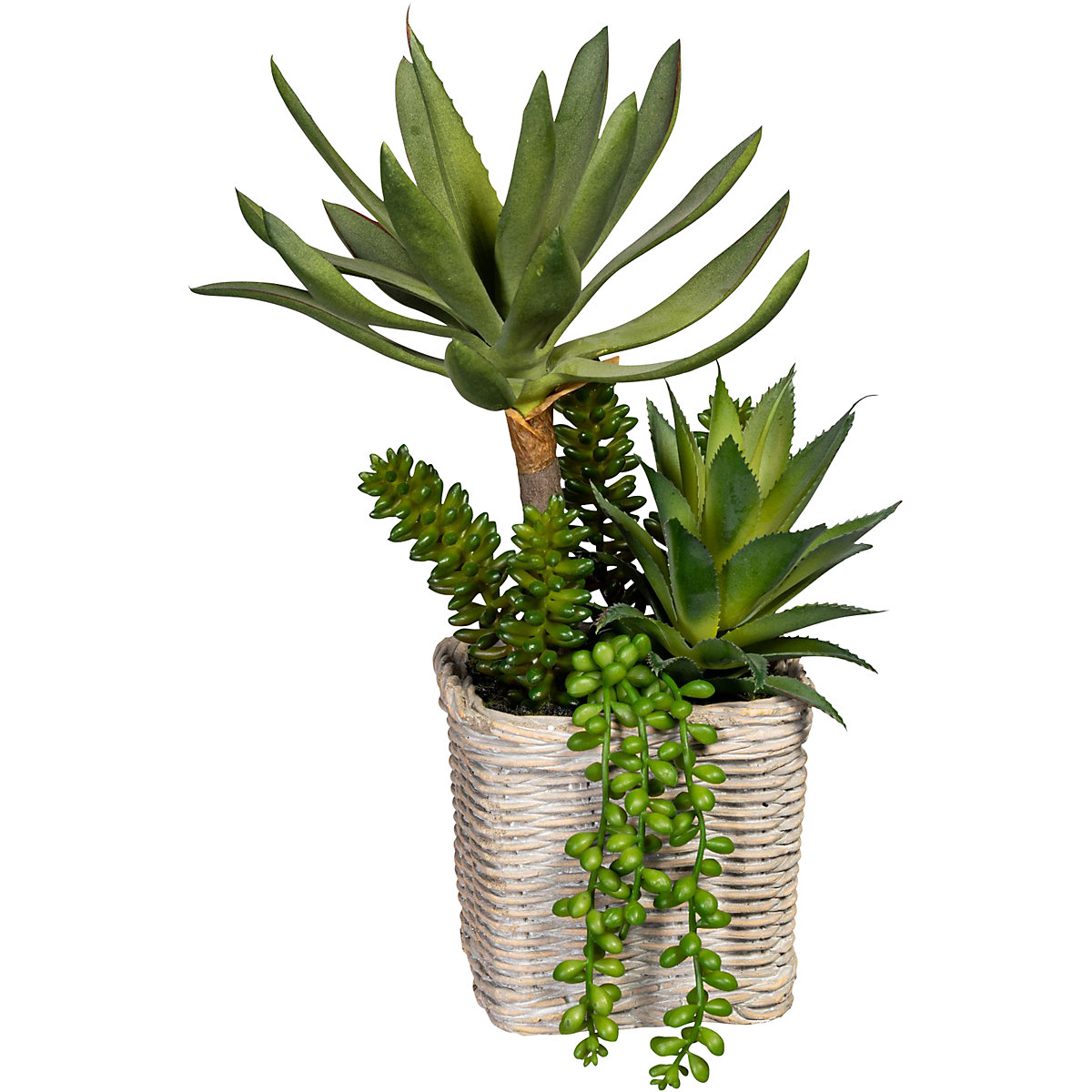 Aranjament de plante suculente (Imagine produs 2)