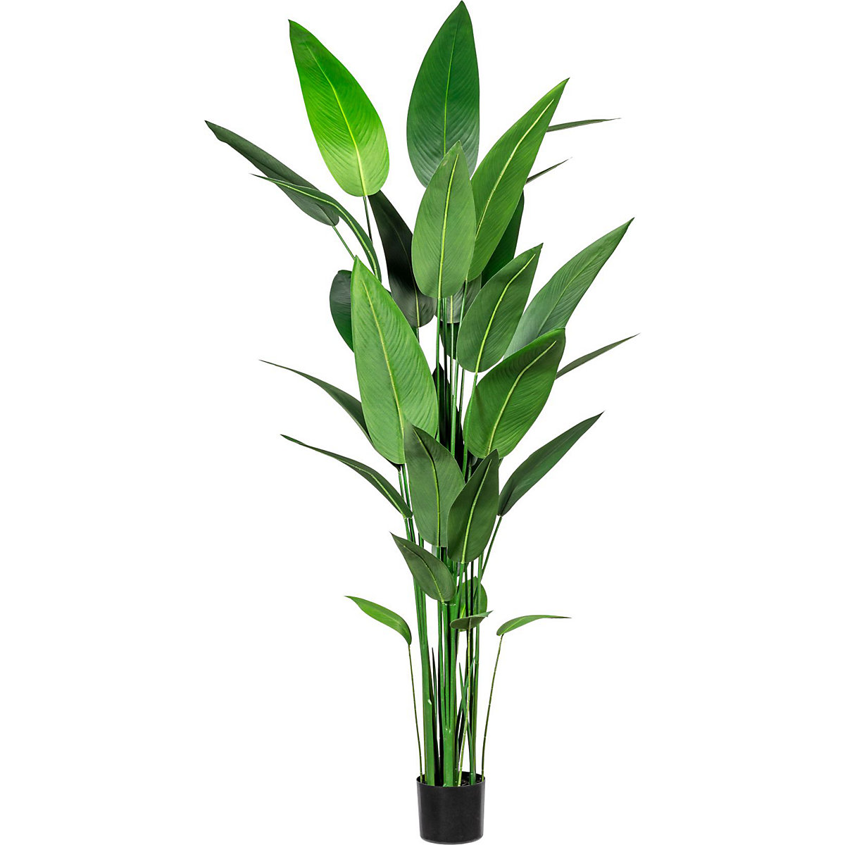 Canna acvatică