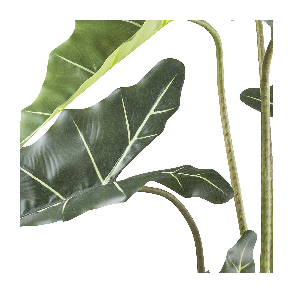 Alocasia zebrina sarian (Imagem do produto 2)-1