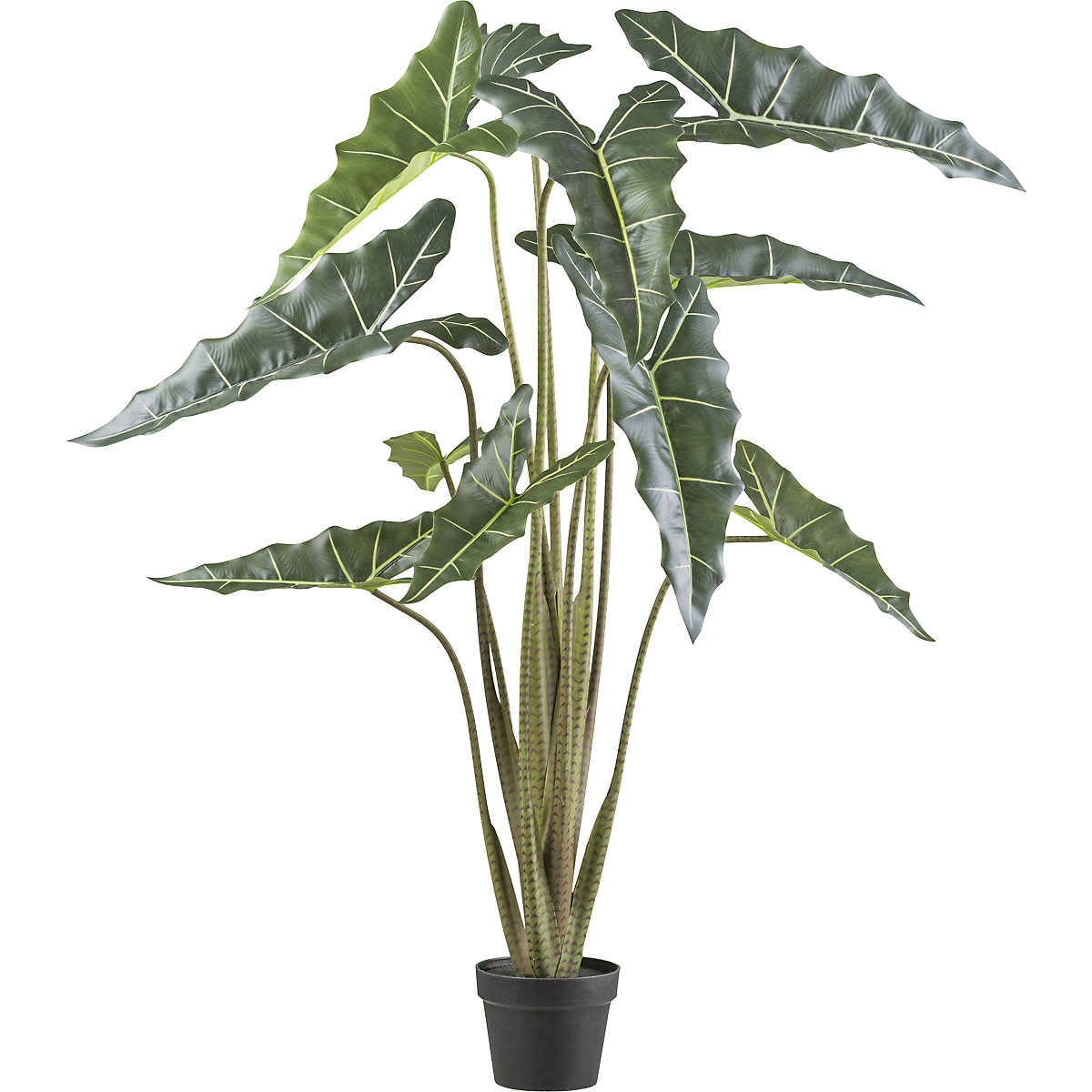 Alocasia zebrina sarian, vaso de plástico, altura 1300 mm-0