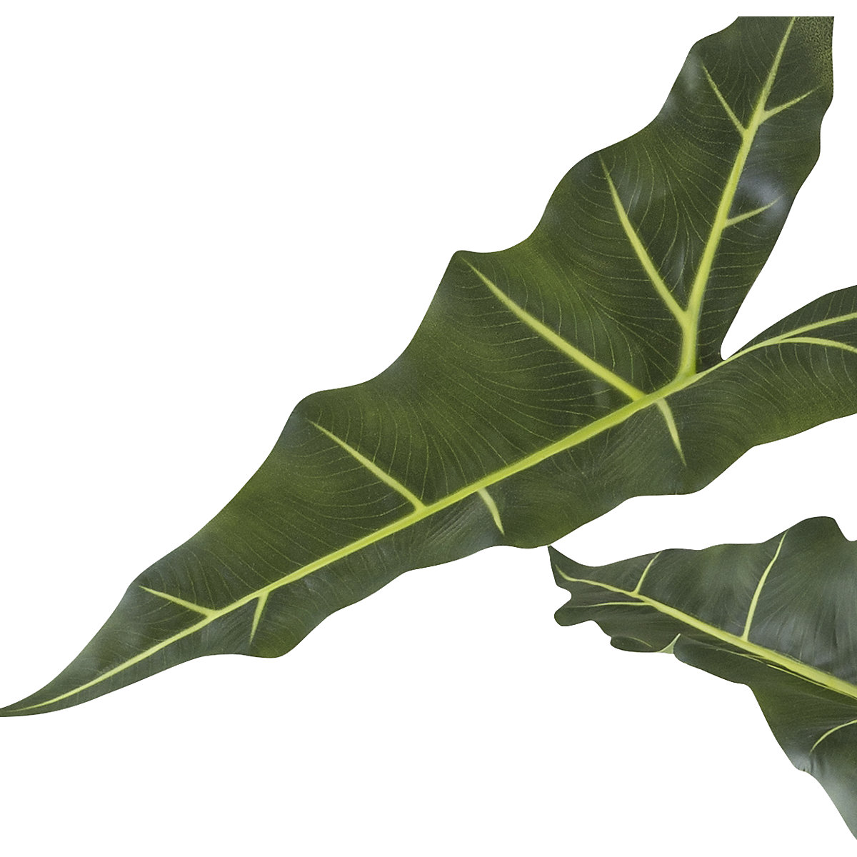 Alocasia zebrina sarian (Imagem do produto 2)-1