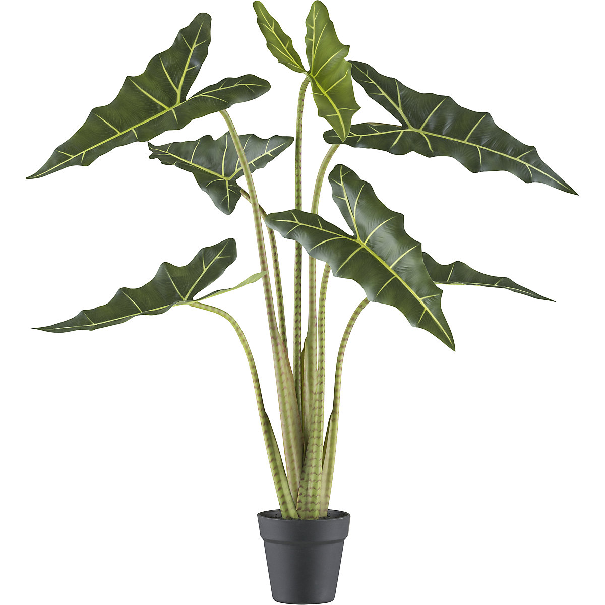 Alocasia zebrina sarian, vaso de plástico, altura 1000 mm-0