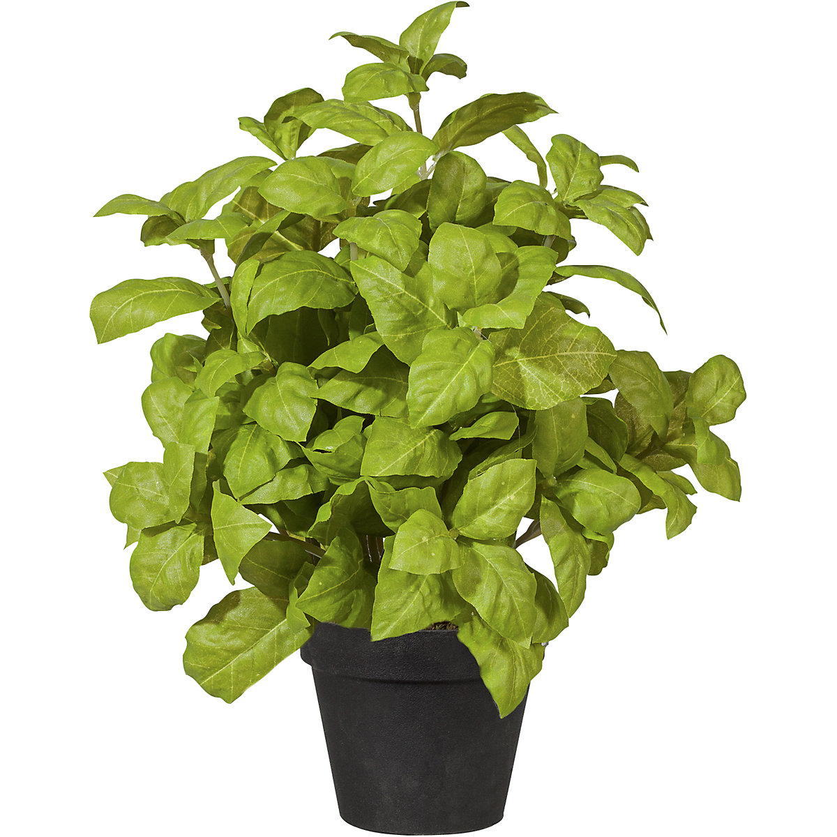 Arbusto de manjericão (Imagem do produto 2)-1