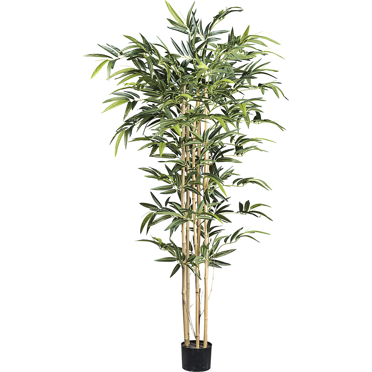 Bambu com tronco natural