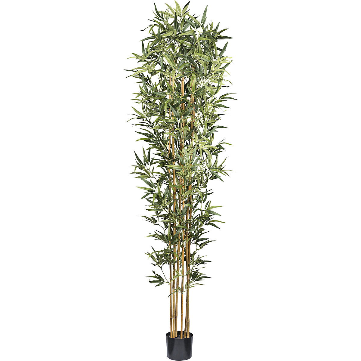 Bambu