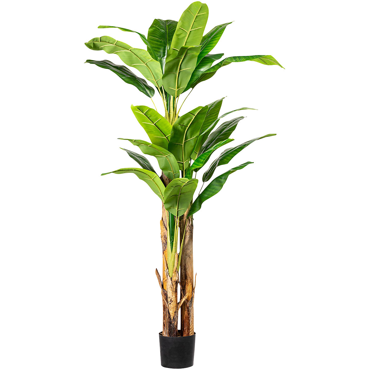 Bananeira