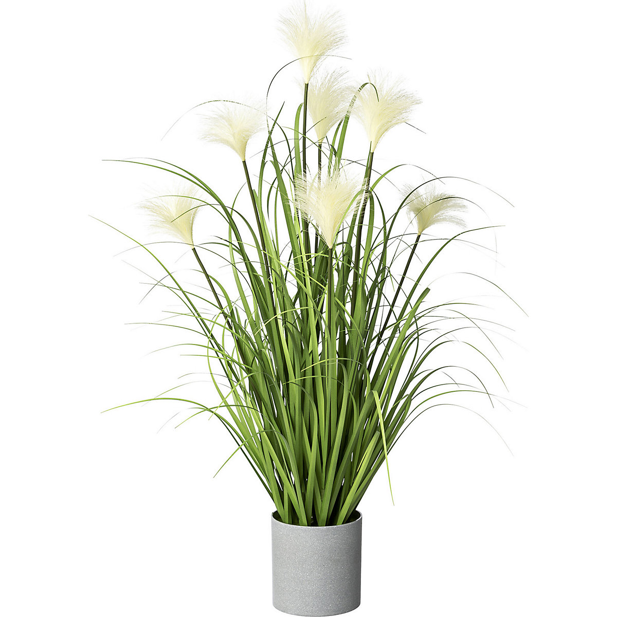 Cyperaceae (Imagem do produto 2)-1