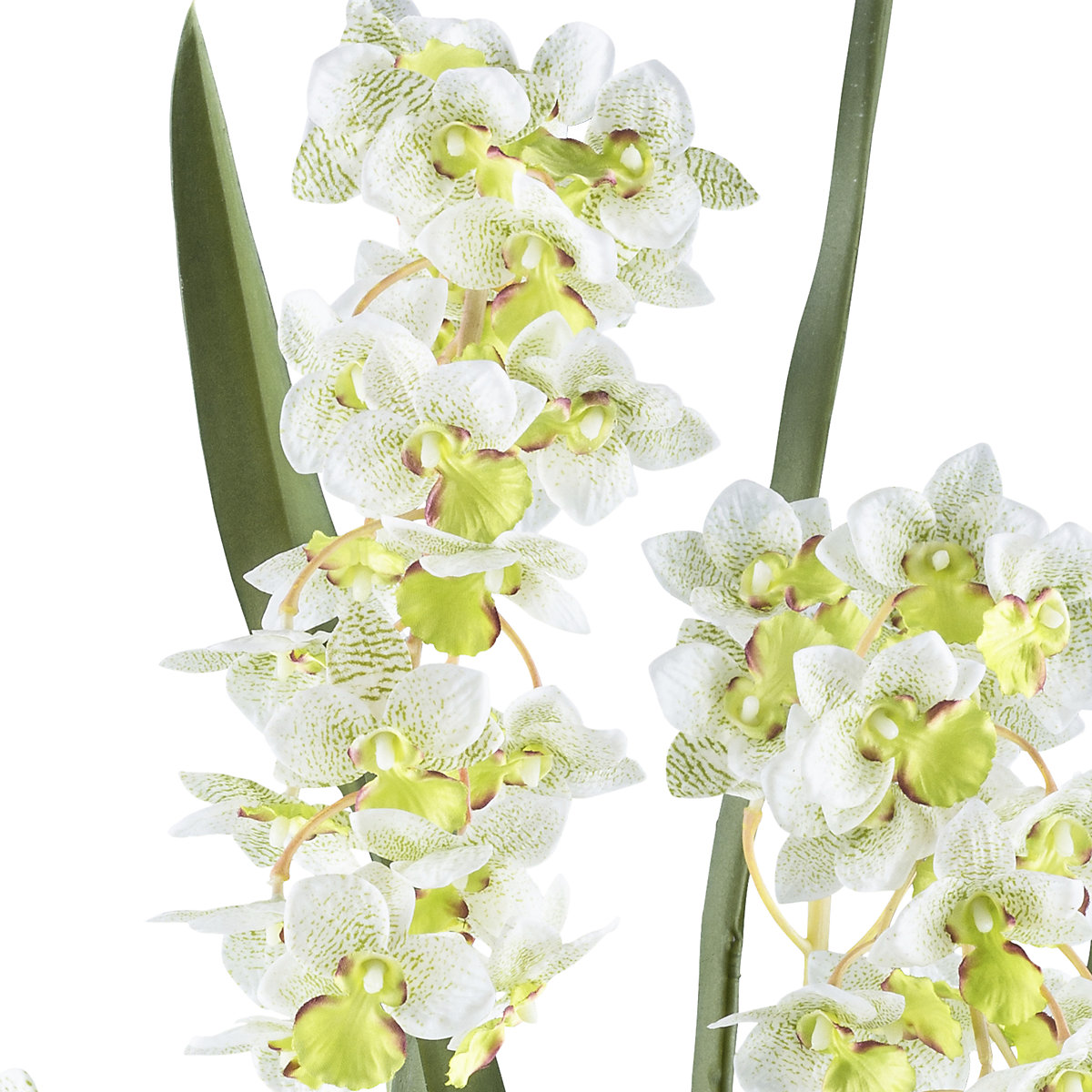 Orquídea Cymbidie orientalis (Imagem do produto 2)-1