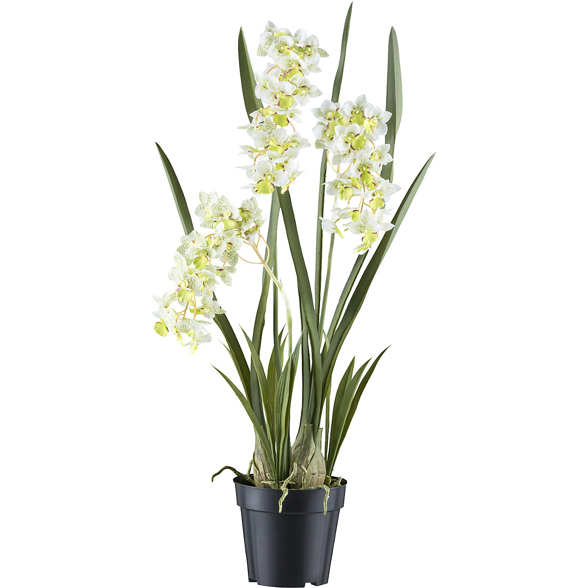 Orquídea Cymbidie orientalis, vaso de plástico, altura 800 mm, cor das folhas branca/verde-0