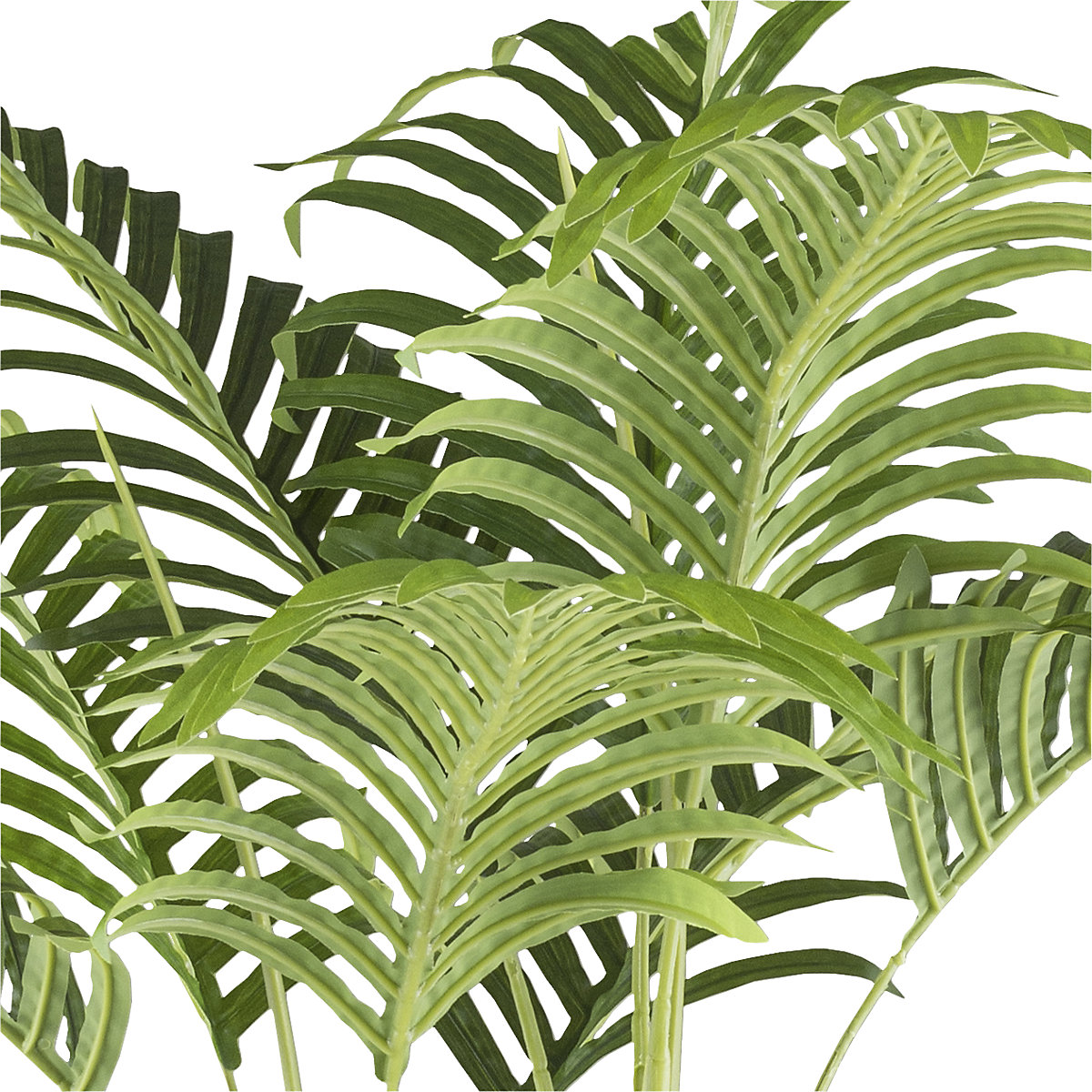 Palmeira de bambu (Imagem do produto 2)-1