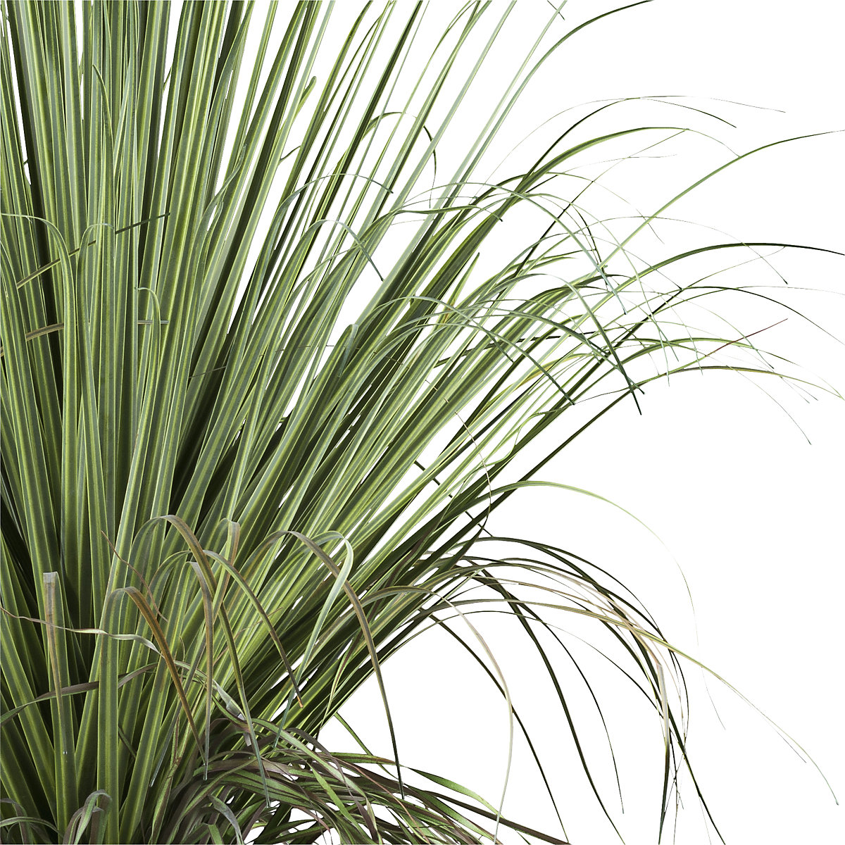 Planta artificial Beaucarnea (Imagem do produto 2)-1