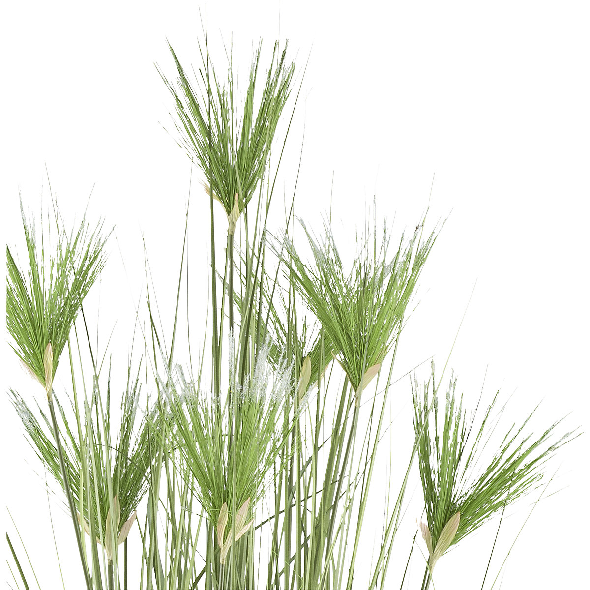 Planta artificial Cyperus longus (Imagem do produto 2)-1