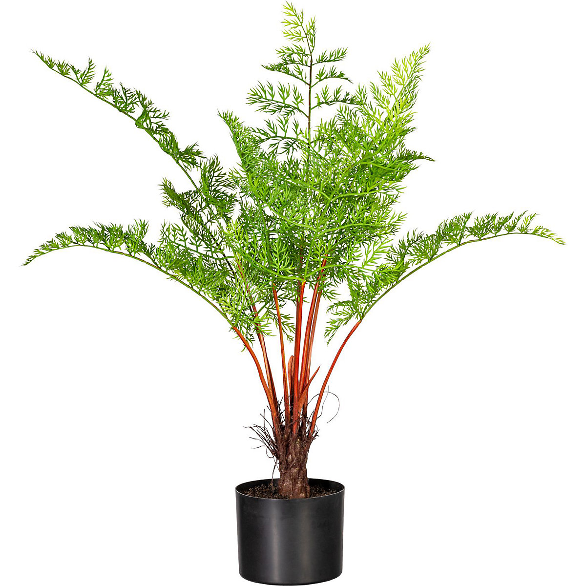 Daucus carota (Imagem do produto 2)