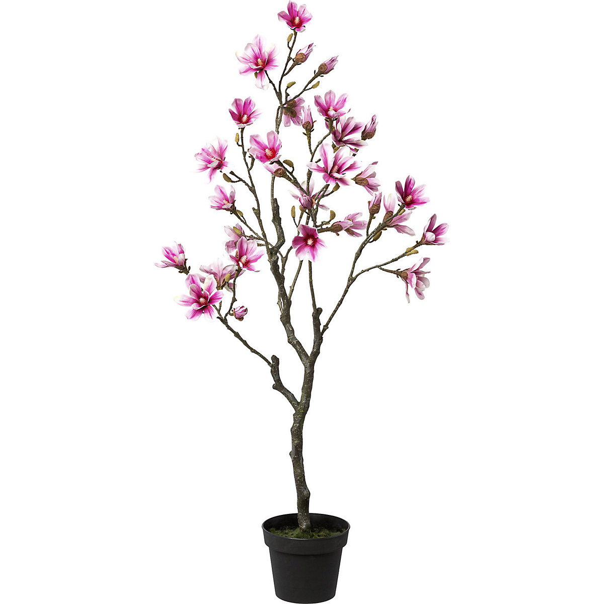 Magnólia, toque real, altura aprox. 1350 mm, flores em rosa