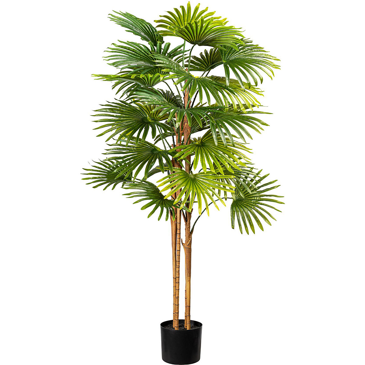 Palmeira de leque