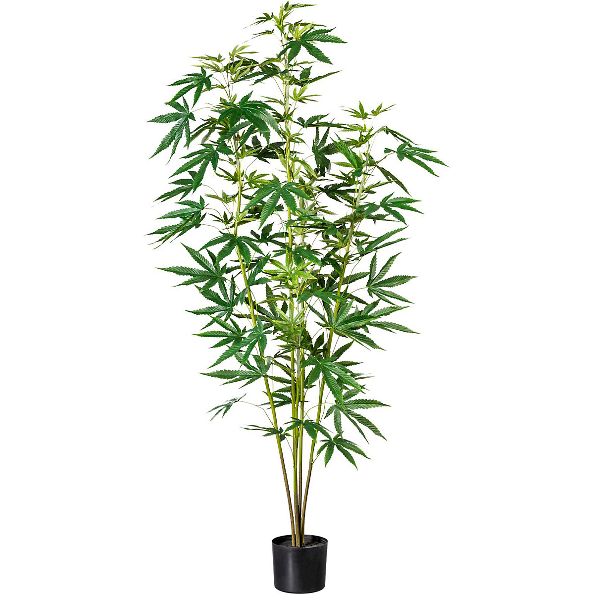 Planta de cânhamo ornamental, em vaso de plástico, altura aprox. 1500 mm