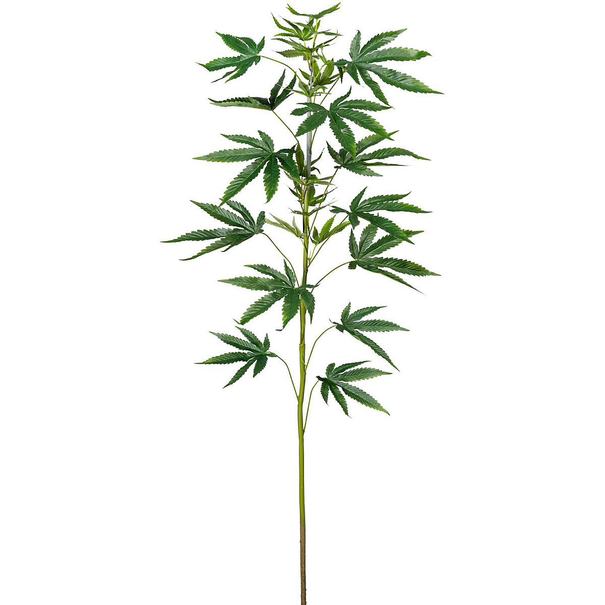 Ramo de cânhamo ornamental (Imagem do produto 3)