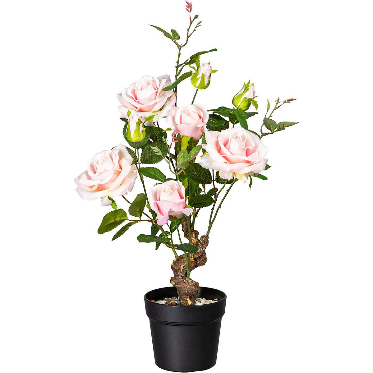 Rosa, vaso com gravilha, altura aprox. 650 mm, rosa claro