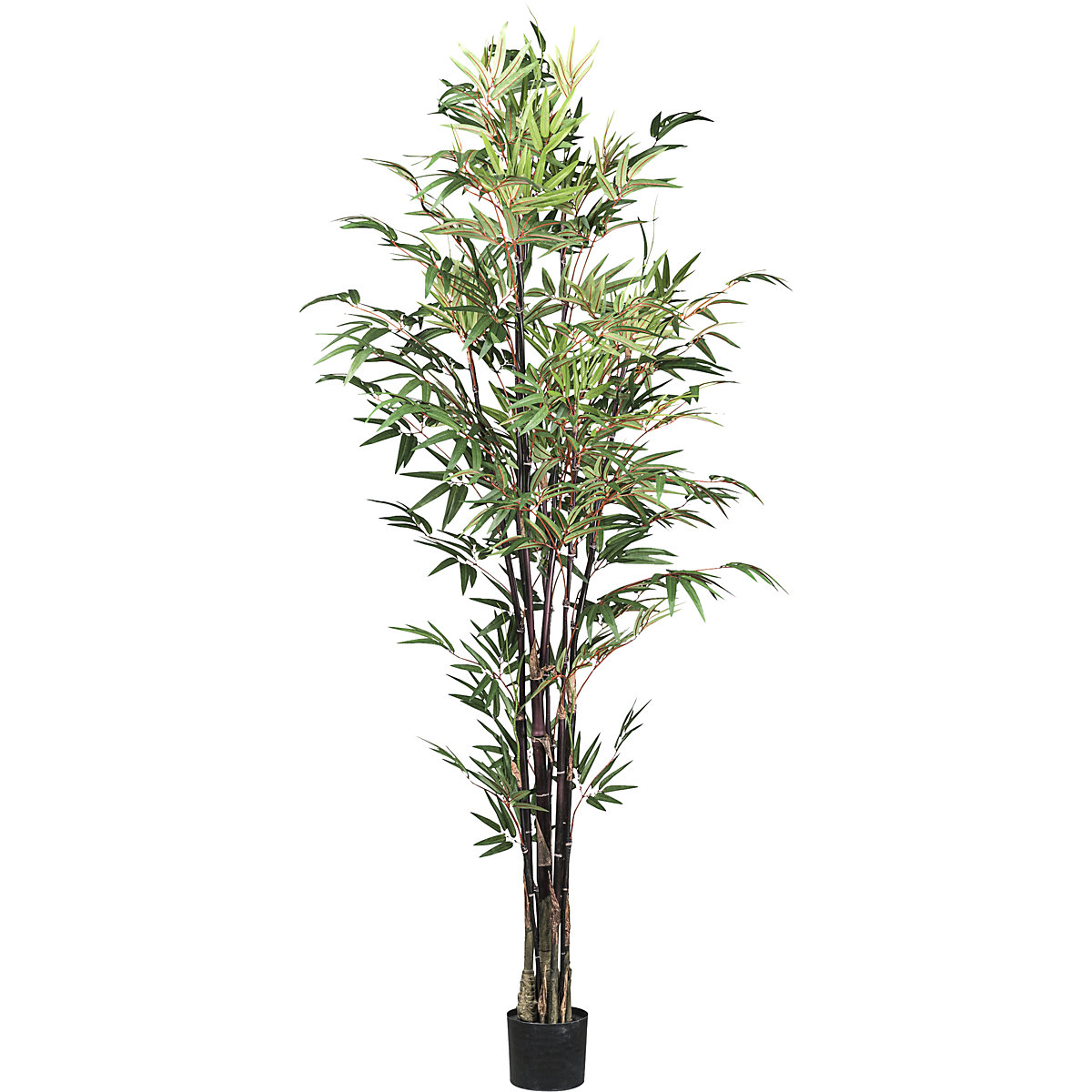 Bambu Chinese wonder