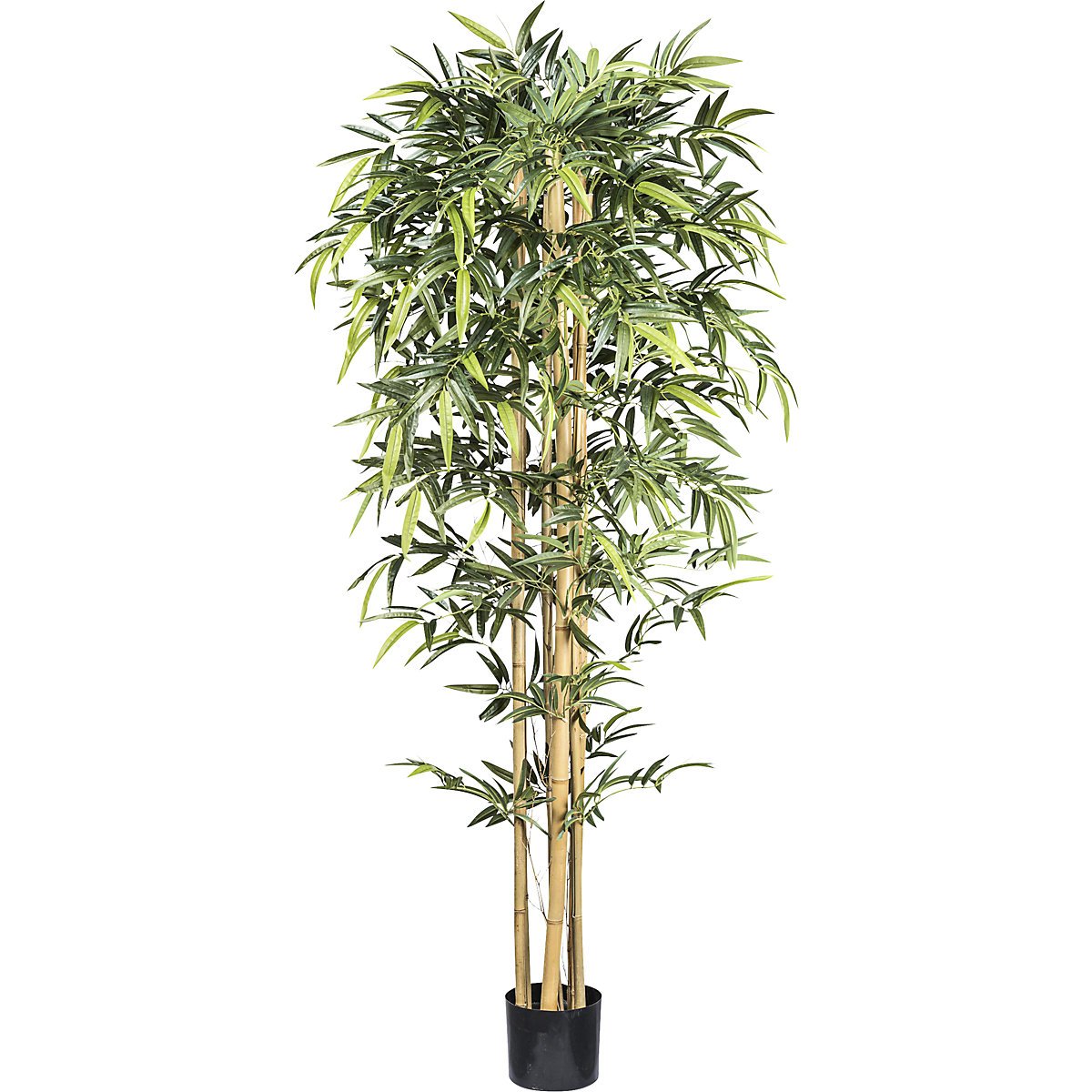 Bambu com tronco natural