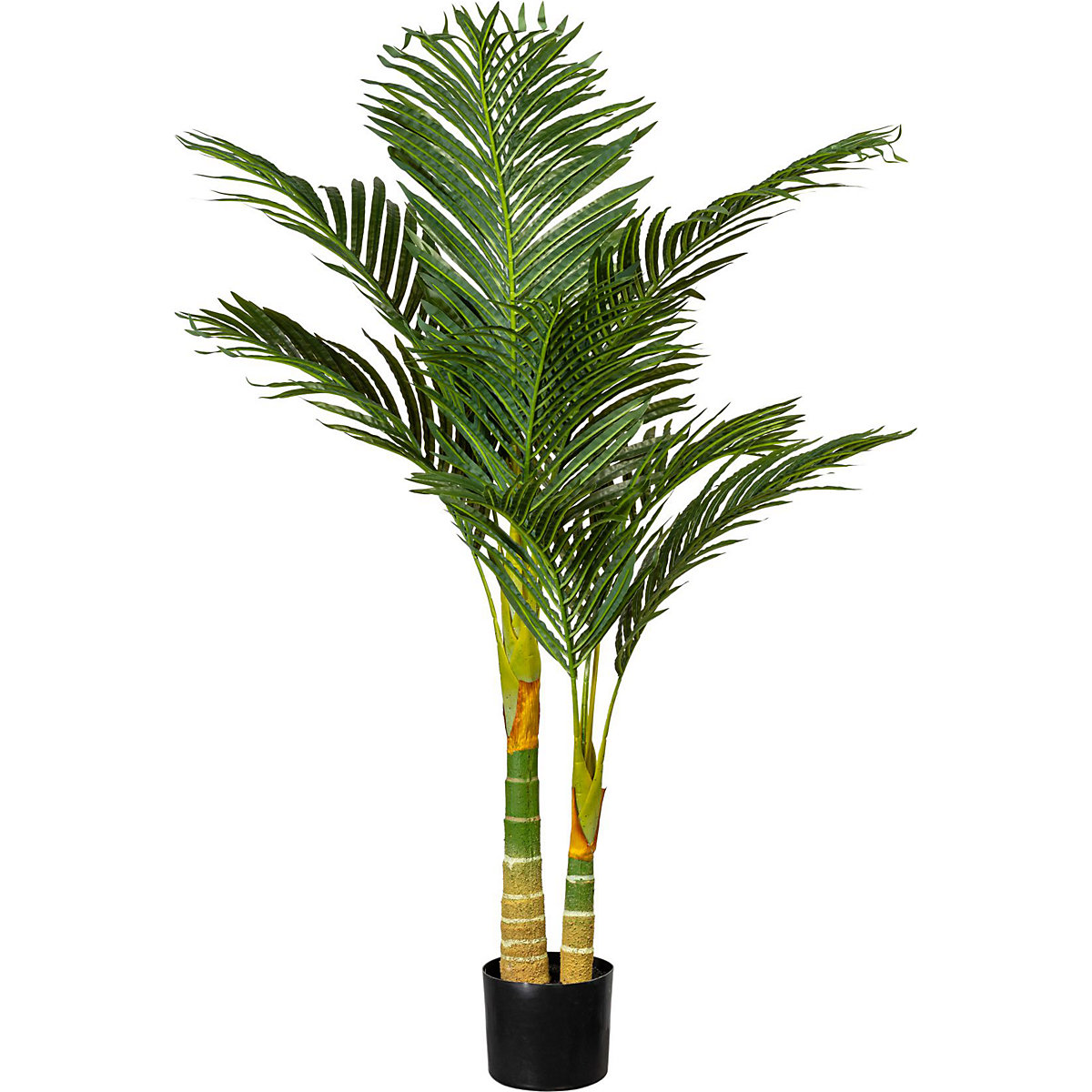 Palmeira Areca