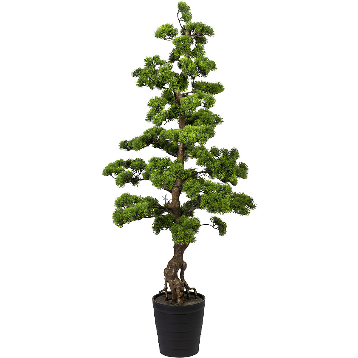 Pinheiro bonsai