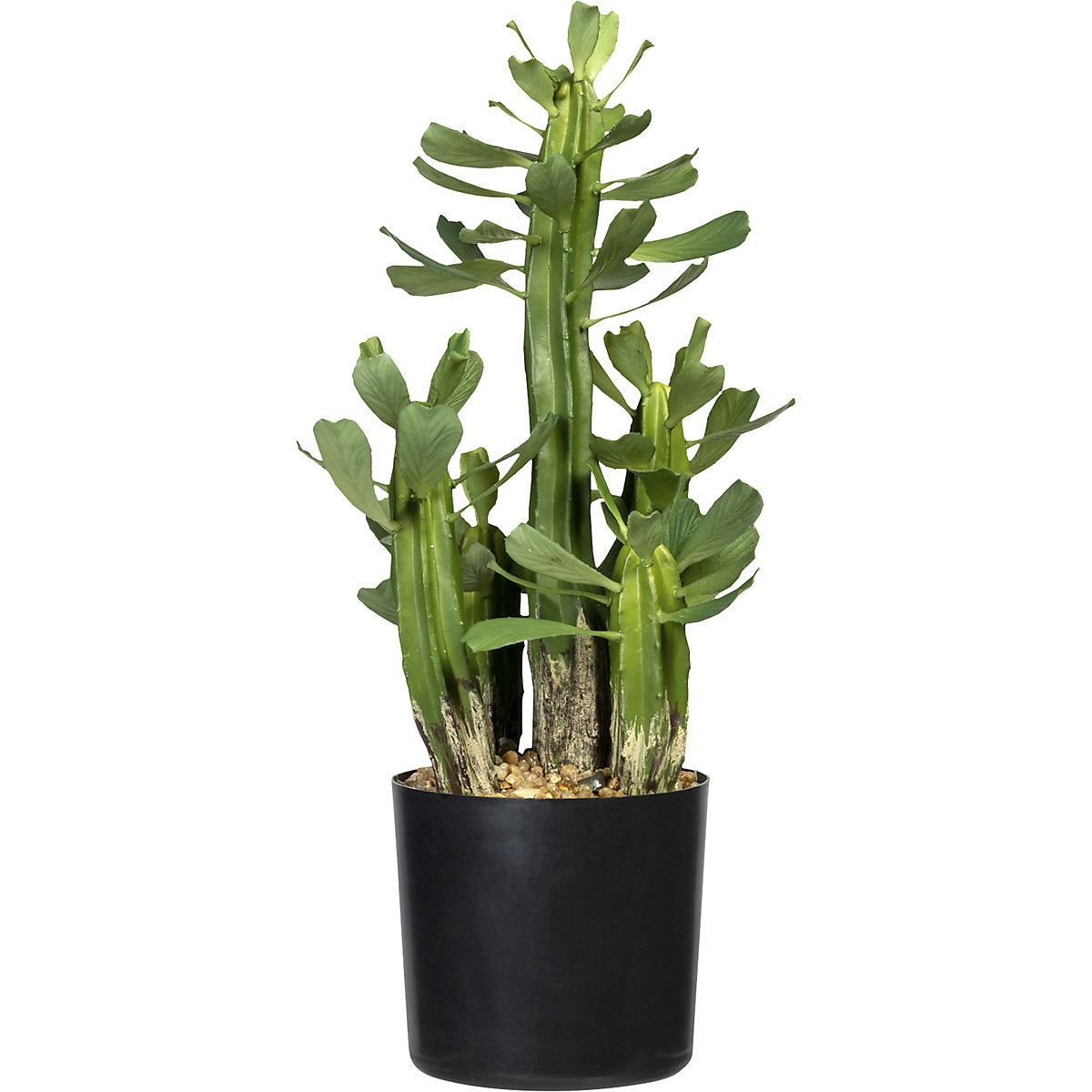 Euphorbia (kutyatej)