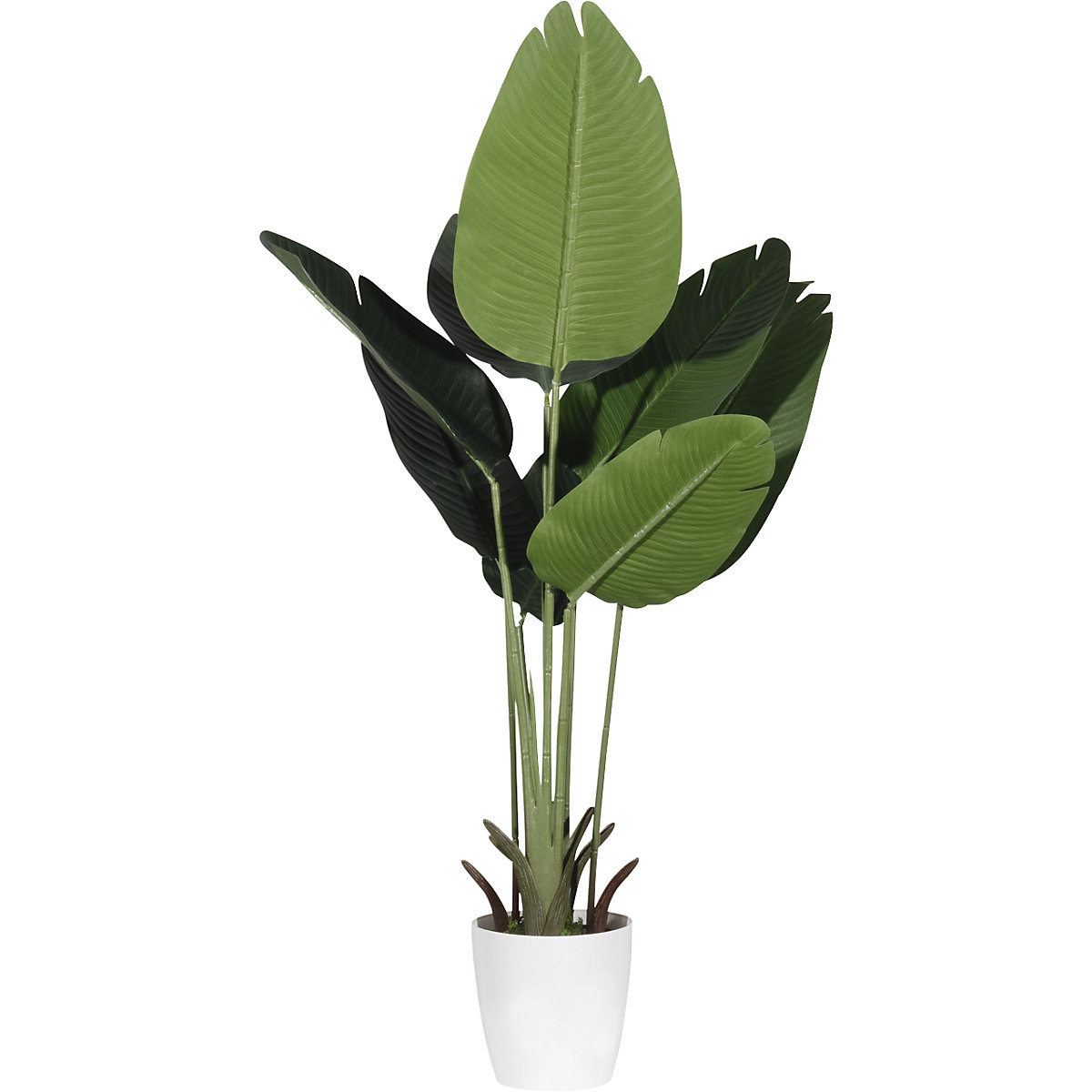 Bananenboom (Productafbeelding 2)-1