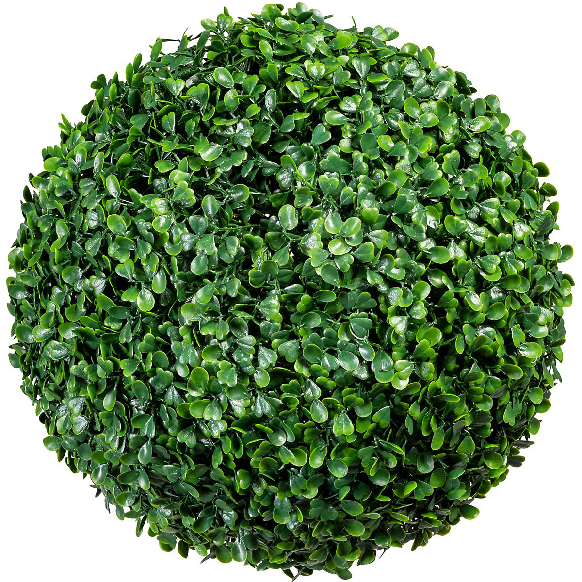 Bolbuxus op stam (Productafbeelding 2)-1