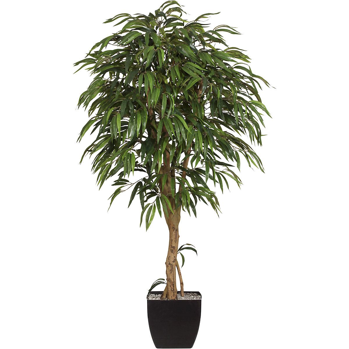 Ficus benjamina met natuurstam