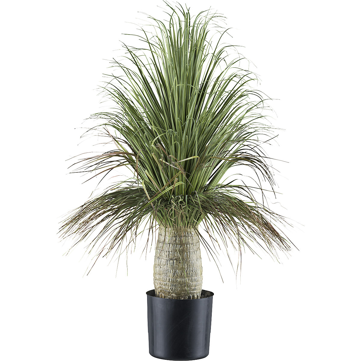 Kunstmatige plant Beaucarnea