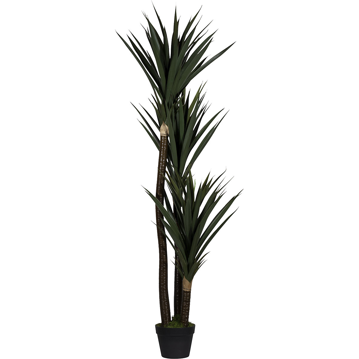 Yucca (Productafbeelding 2)-1
