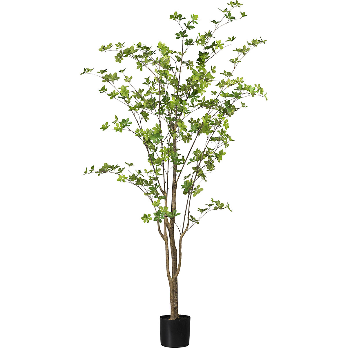 Árbol de Luisiana