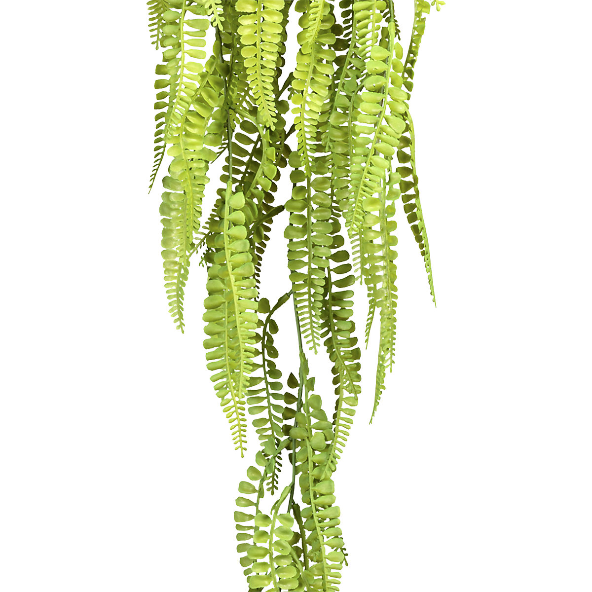 Adiantum colgante (Imagen del producto 2)-1