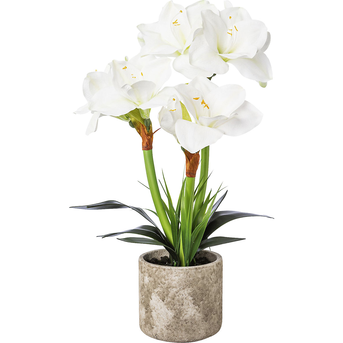 Amarilis, en maceta de cemento, blanca, altura total 550 mm-0