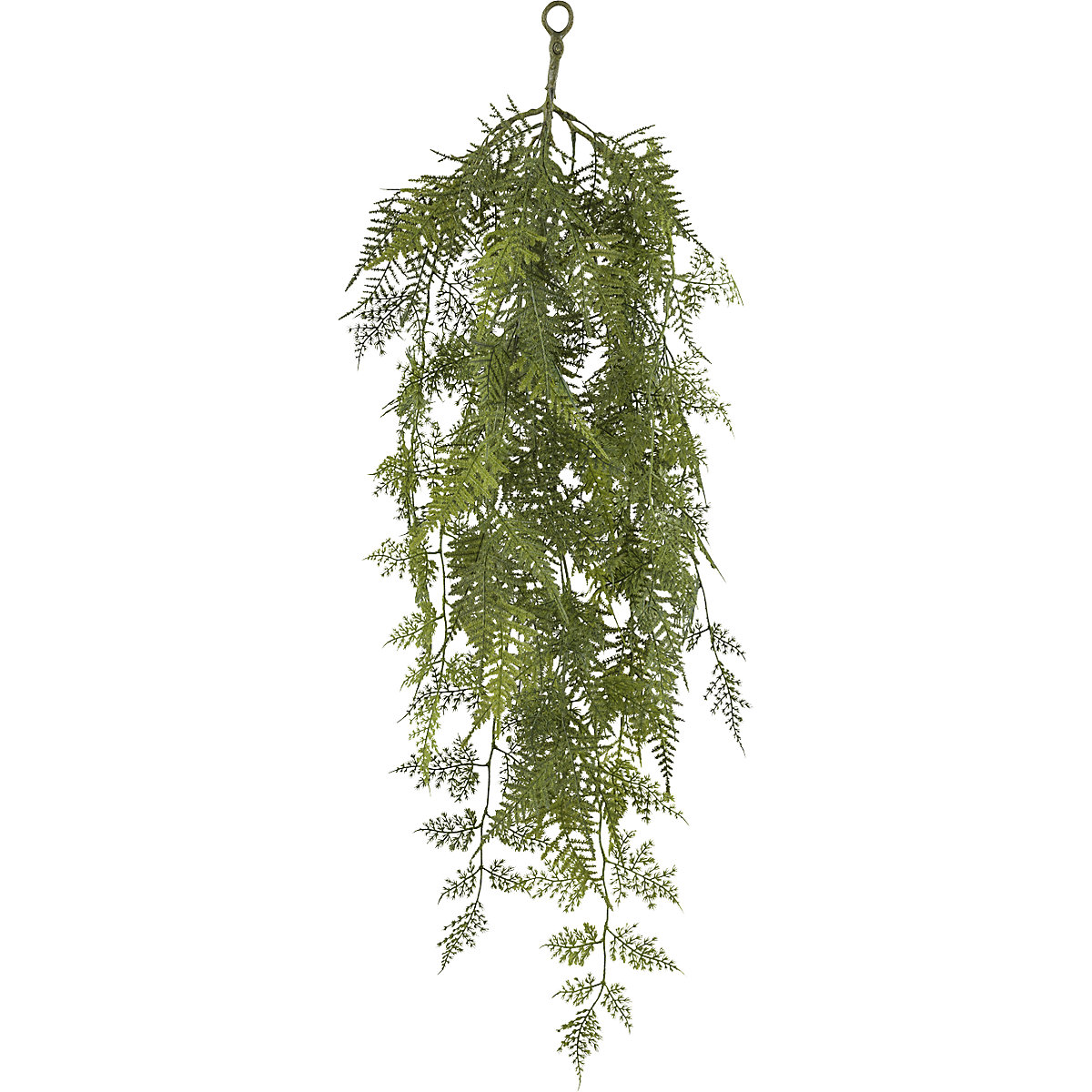 Asparagus setaceus colgante (Imagen del producto 2)-1
