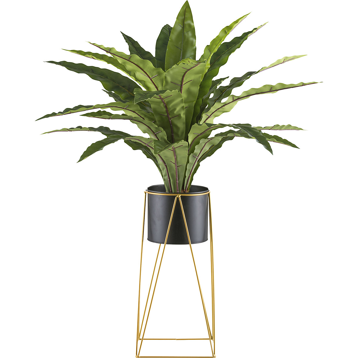 Asplenium, maceta de metal, altura 1050 mm-0