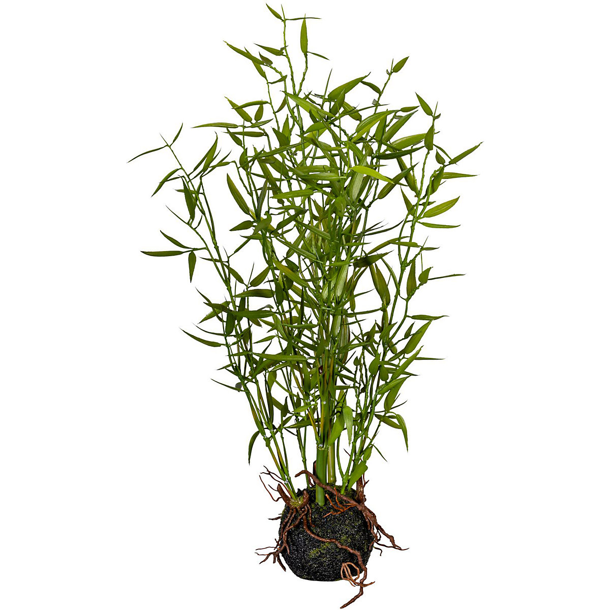 Bambú de hoja pequeña (Imagen del producto 2)-1