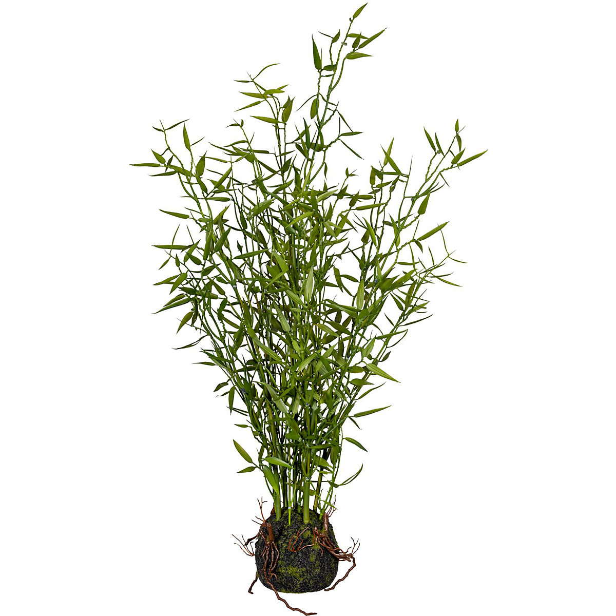 Bambú de hoja pequeña (Imagen del producto 2)-1