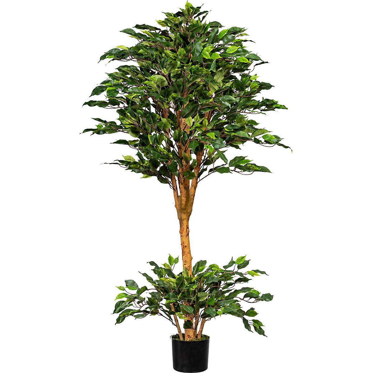 Ficus benjamina