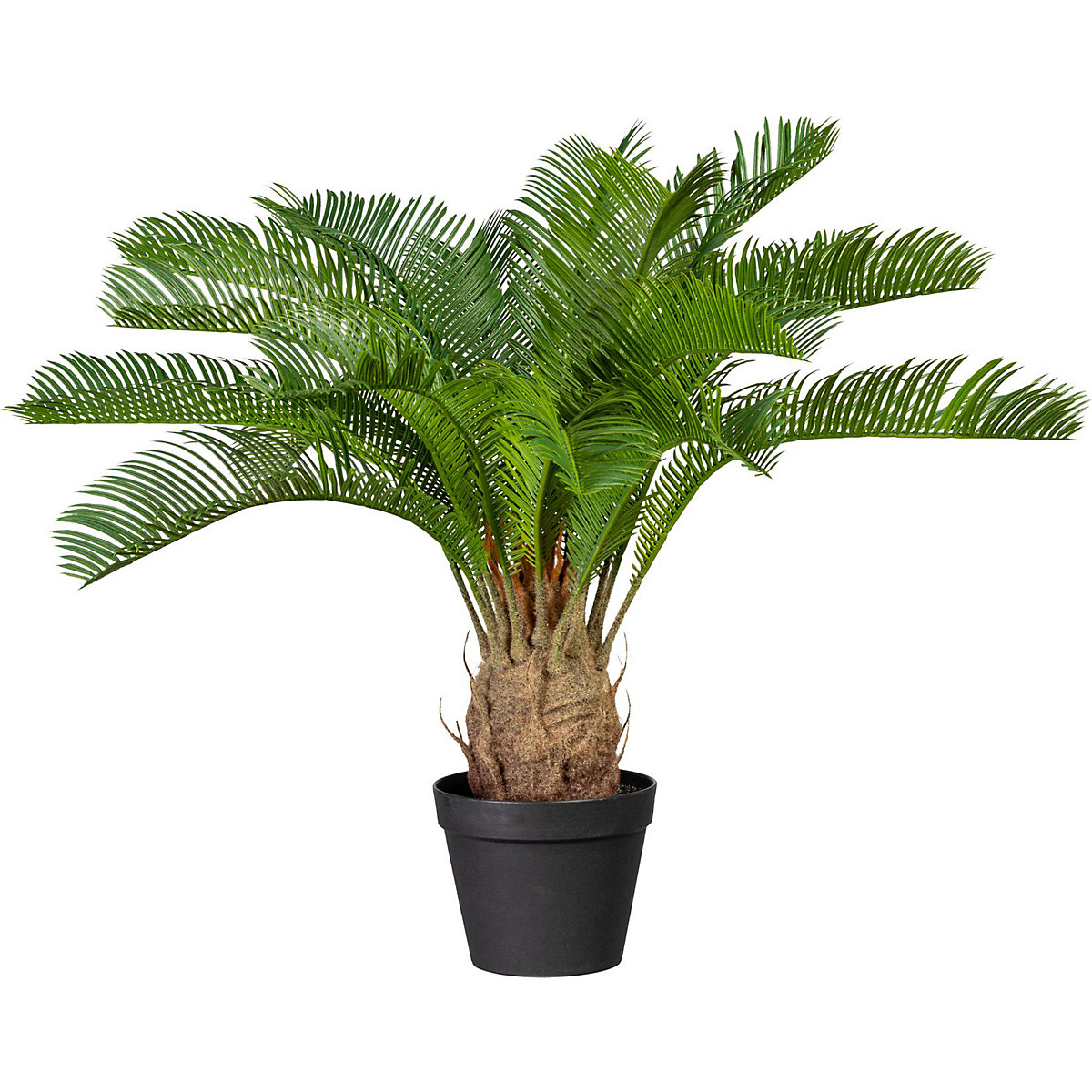 Palma Cycas