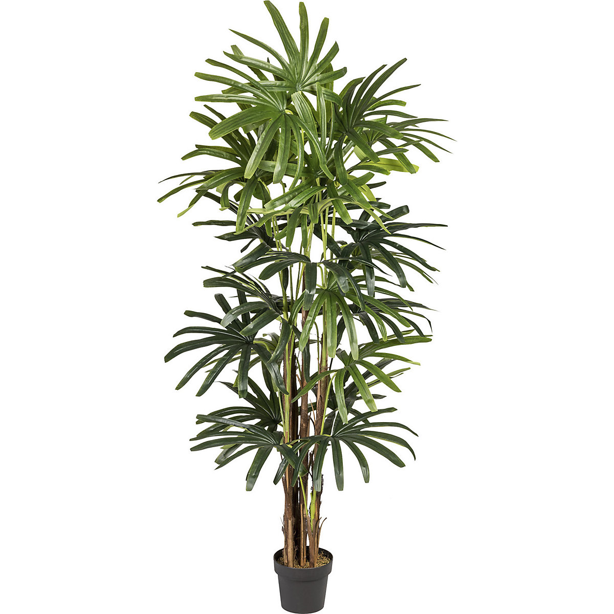 Palmera Raphis, real touch