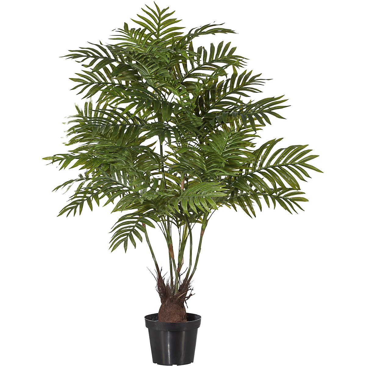 Palmera areca
