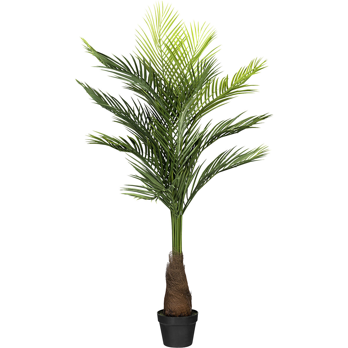 Palmera bambú