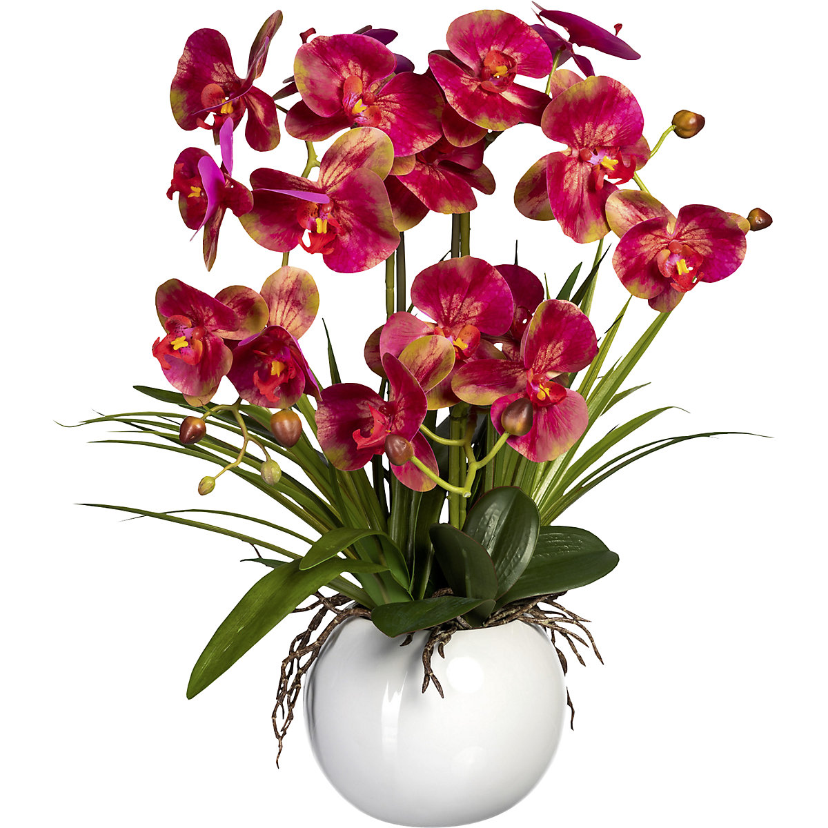 Phalaenopsis en maceta de cerámica