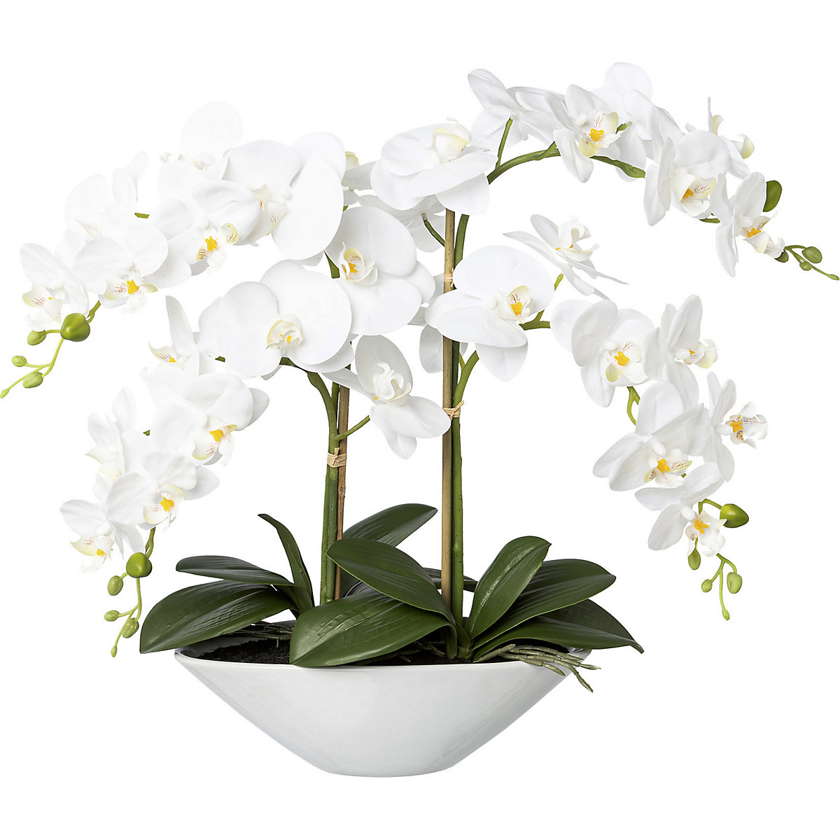 Phalaenopsis, real touch (Imagen del producto 2)-1